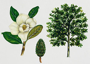 300x215 Magnolia Leaves Posters Fine Art America - Magnolia Leaf Drawing