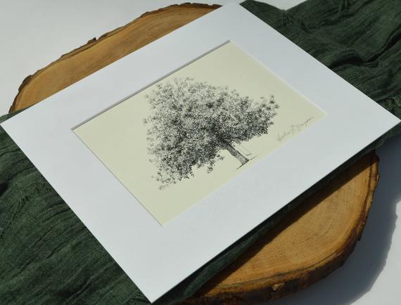 570x434 magnolia tree drawing fine art print gordonston savannah etsy - Magnolia Leaf Drawing