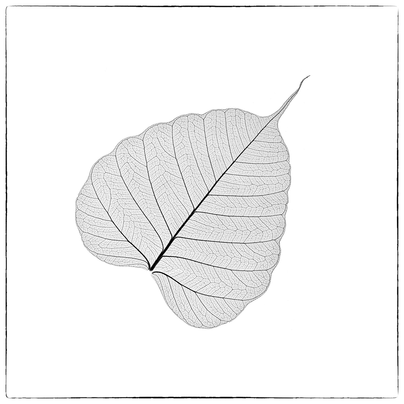 1400x1400 Magnolia Leaf Bodhi Leaves On Behance - Magnolia Leaf Drawing