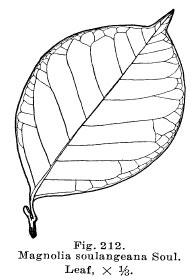 191x279 magnolia soulangeana, saucer magnolia trees of stanford environs - Magnolia Leaf Drawing