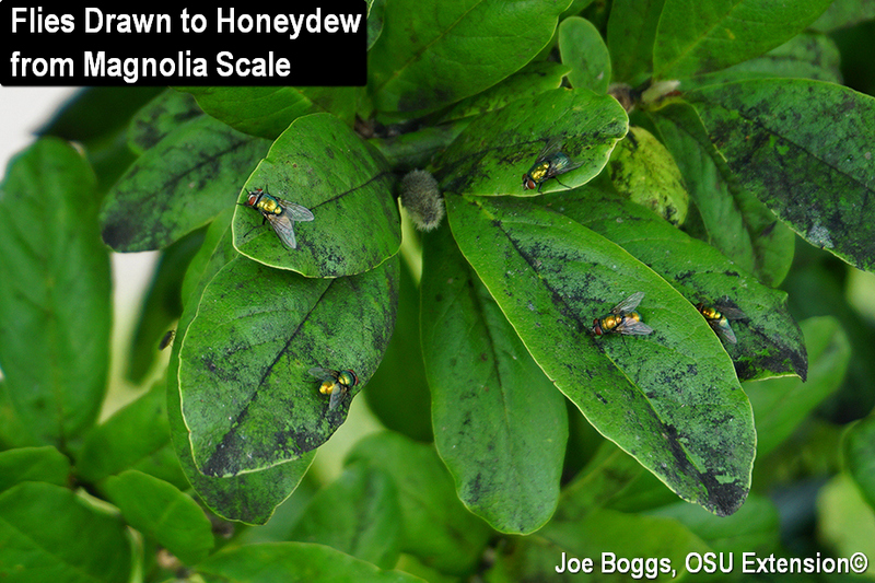 800x533 Magnolias Drawing Flies Bygl - Magnolia Leaf Drawing