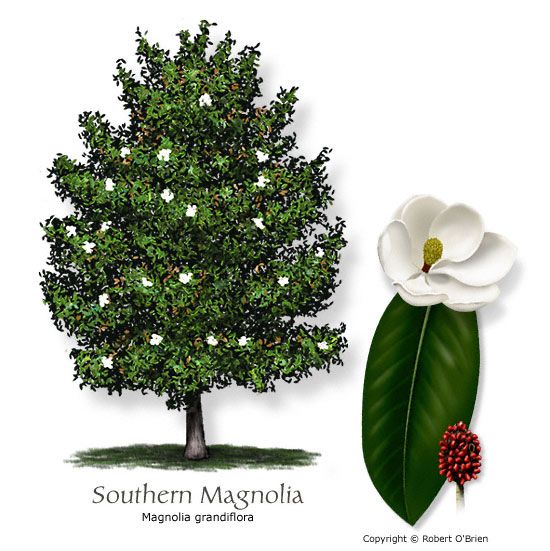 550x551 Garden Trees To Plant, Magnolia Trees - Magnolia Leaf Drawing