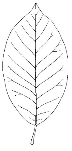 236x491 Best Clip Art Leaves Images In Leaf Template, Leaves - Magnolia Leaf Drawing