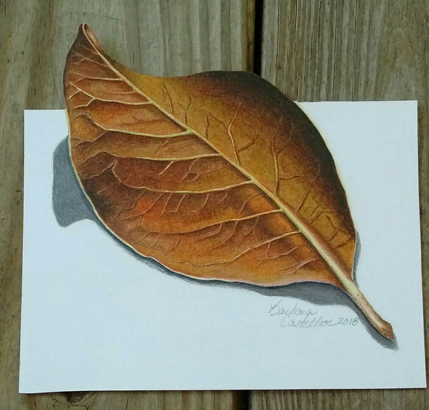 1440x1376 Prismacolor Colored Pencil Magnolia Leaf Drawing Barbara - Magnolia Leaf Drawing