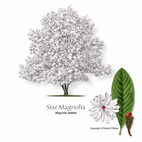 550x550 Ufei - Magnolia Leaf Drawing