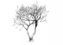 222x160 Zen Drawing - Magnolia Leaf Drawing