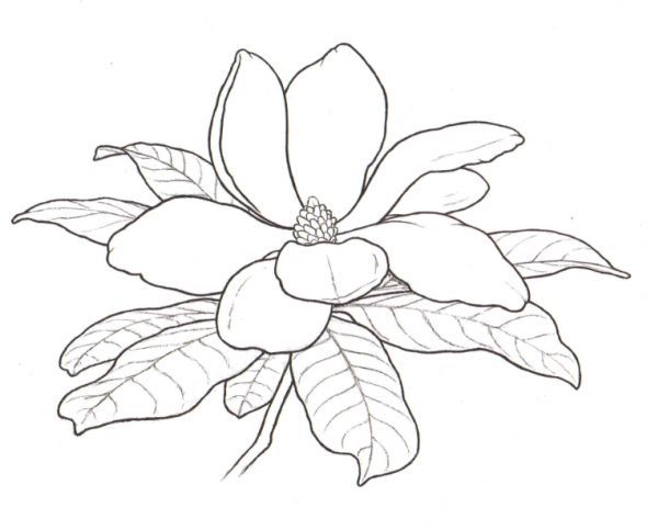 590x483 Magnolia Tattoo - Magnolia Leaf Drawing