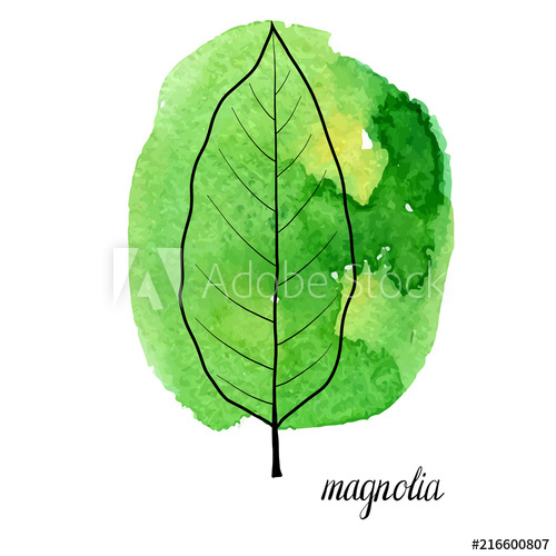 500x500 Vector Leaf Of Magnolia Tree - Magnolia Leaf Drawing