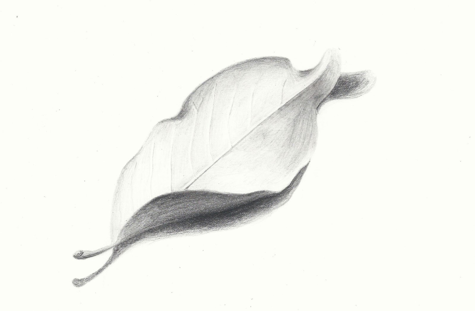 1600x1050 allison k walker art illustration calla lily magnolia leaf - Magnolia Leaf Drawing