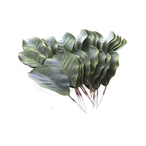 500x500 artificial magnolia leaves pack of leaves home - Magnolia Leaf Drawing