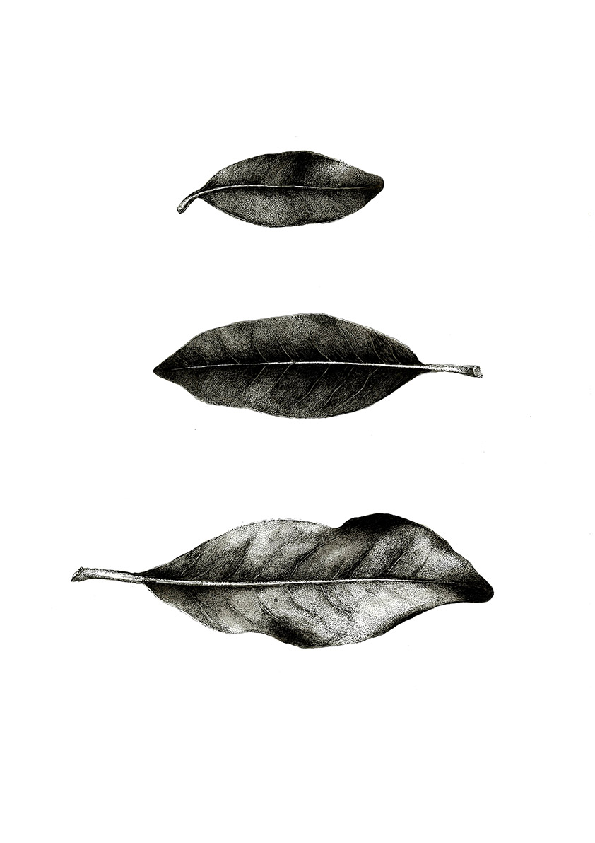 842x1192 bloom shelter gather studio - Magnolia Leaf Drawing