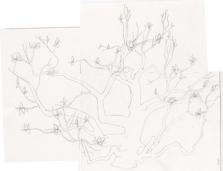 925x710 Japanese Magnolia Tree Line Drawing What's Jenny Making - Magnolia Tree Drawing