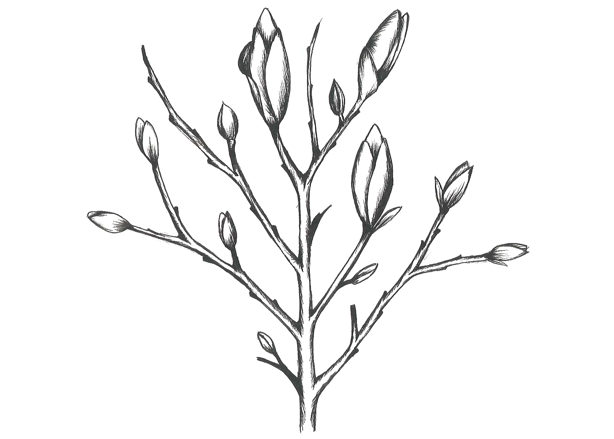 Magnolia Tree Drawing at Explore collection of