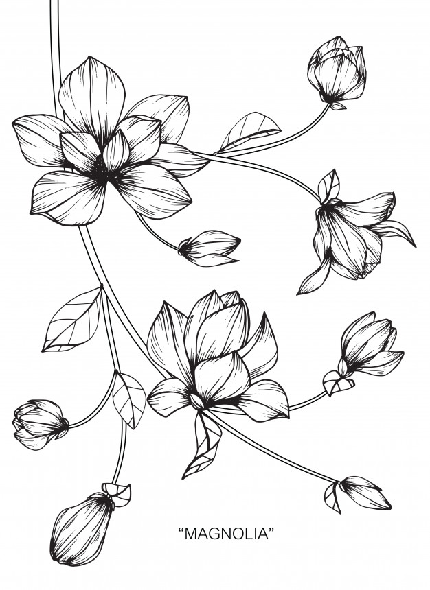 626x860 Magnolia Tree, Magnolia Photo Free Download - Magnolia Tree Drawing