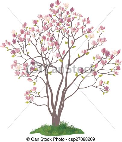405x470 Magnolia Tree With Flowers And Grass Spring Magnolia Tree - Magnolia Tree Drawing