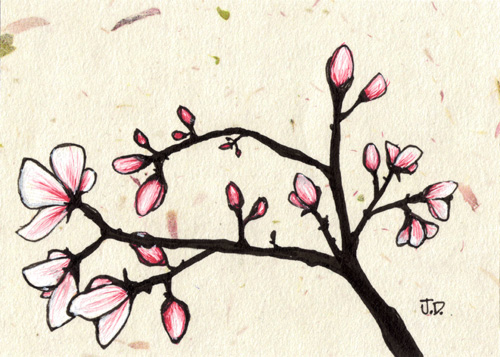 500x357 Spring Magnolias Series Of New Ink Drawings Art Musings - Magnolia Tree Drawing