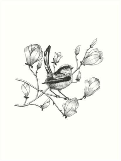 413x549 Long Tailed Tit On Magnolia Tree Art Prints - Magnolia Tree Drawing