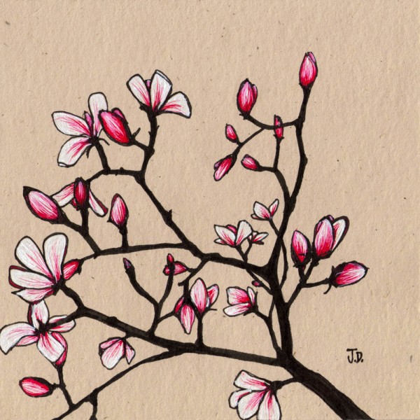 600x600 Magnolia Tree Art Musings - Magnolia Tree Drawing