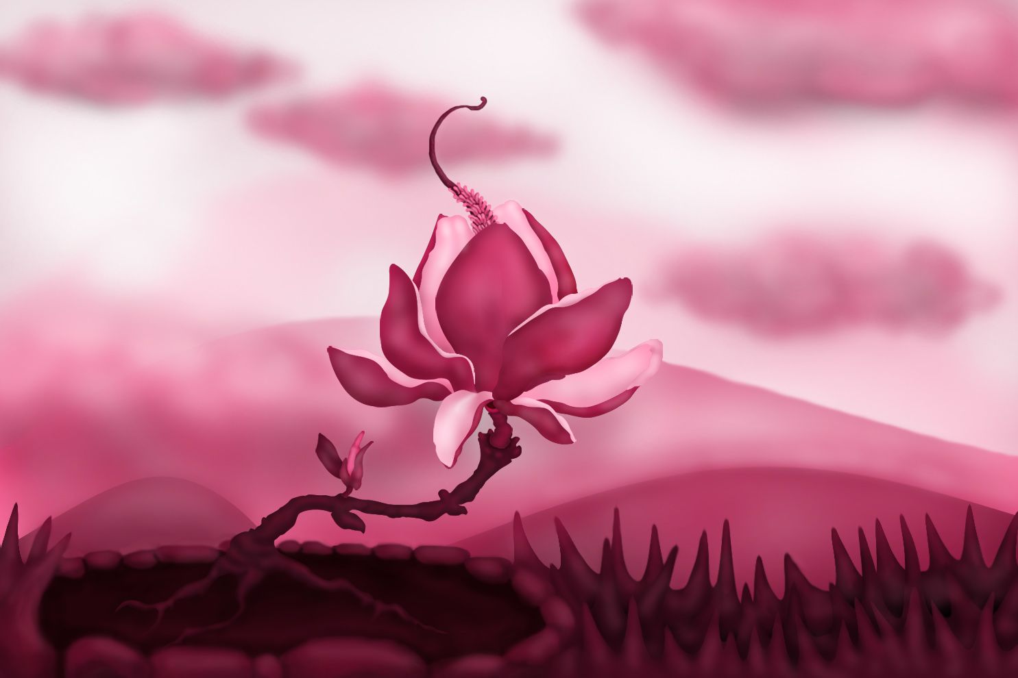 1485x990 Magnolia Tree Picture - Magnolia Tree Drawing