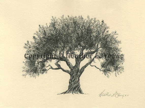 570x422 trees flyoung studio - Magnolia Tree Drawing