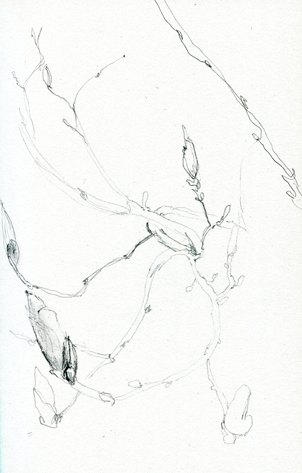 600x940 Drawing A Magnolia Tree - Magnolia Tree Drawing