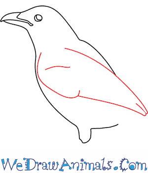 300x350 how to draw a magpie - Magpie Drawing