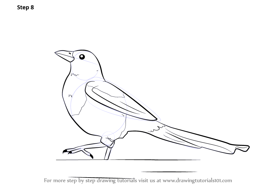 842x596 learn how to draw a magpie - Magpie Drawing