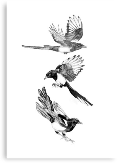 399x550 magpie drawing - Magpie Drawing