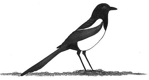 500x270 magpie drawing black billed magpie pica pica magpies - Magpie Drawing