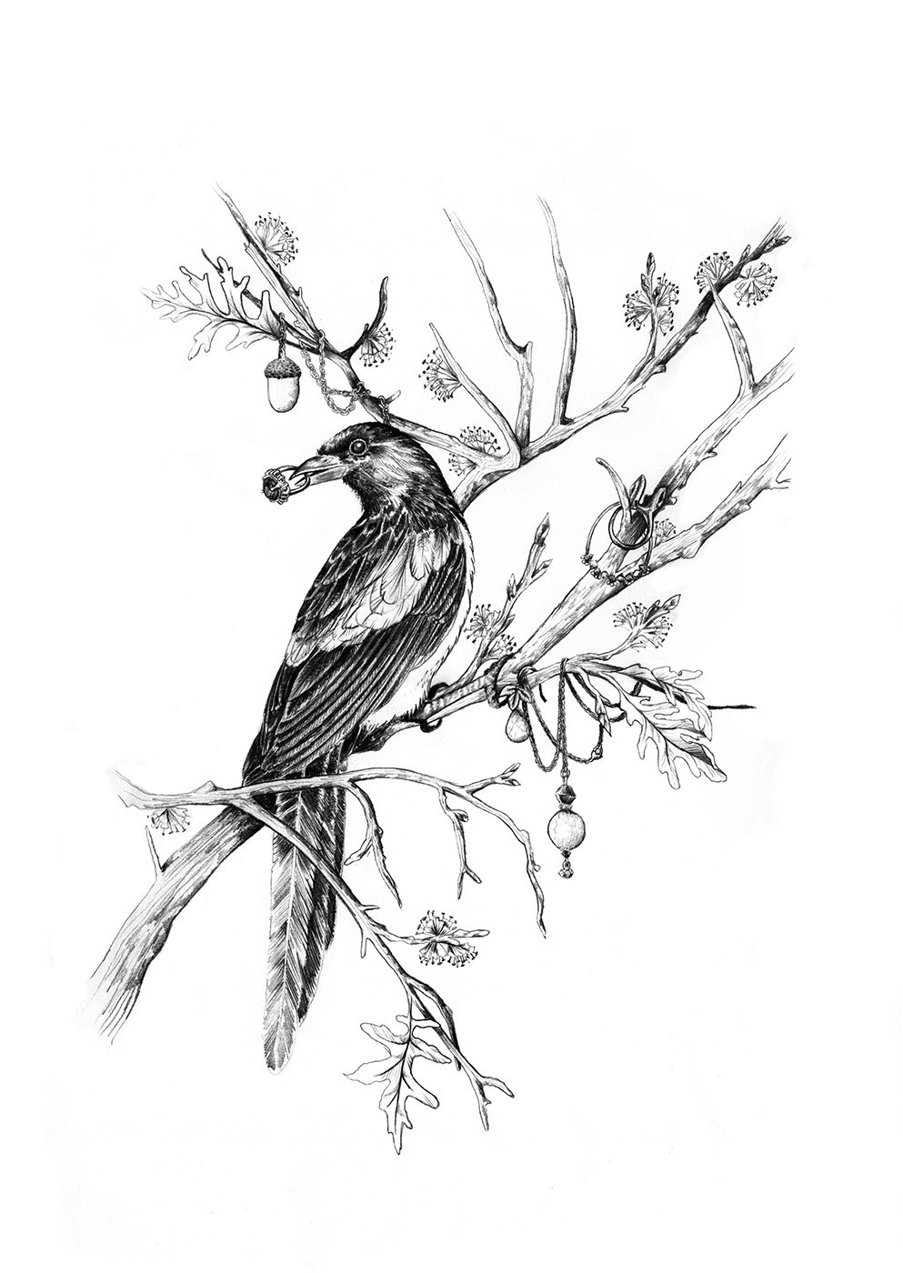 993x1400 magpie drawing images drawing skill - Magpie Drawing