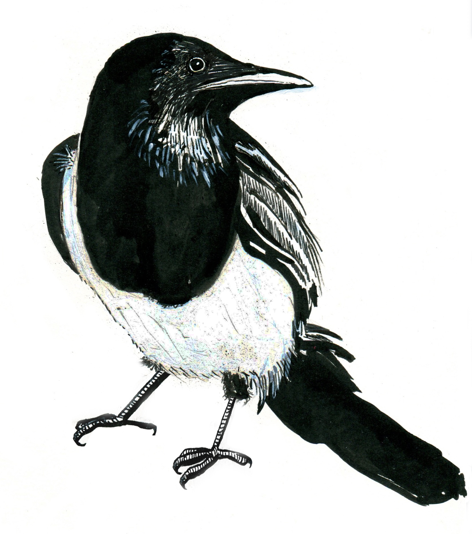 1650x1869 magpie drawing pics drawing skill - Magpie Drawing