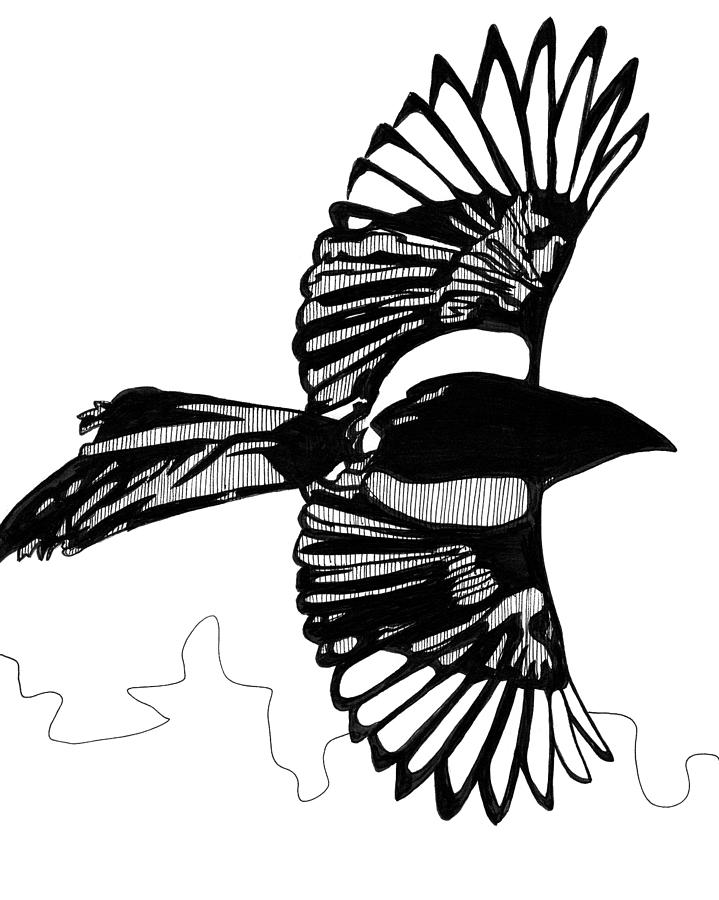 719x900 magpie in flight drawing - Magpie Drawing