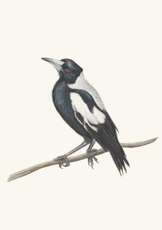 570x806 magpie wall art australian magpie drawing print collingwood etsy - Magpie Drawing