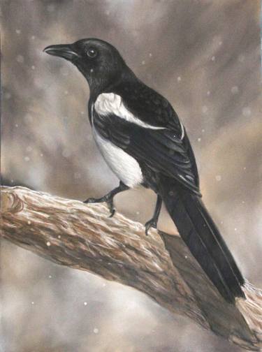 375x504 magpie in winter - Magpie Drawing