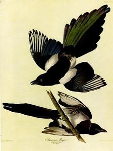 224x300 black billed magpie - Magpie Drawing