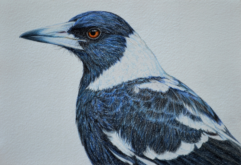 1000x687 new magpie drawing rachel newling - Magpie Drawing