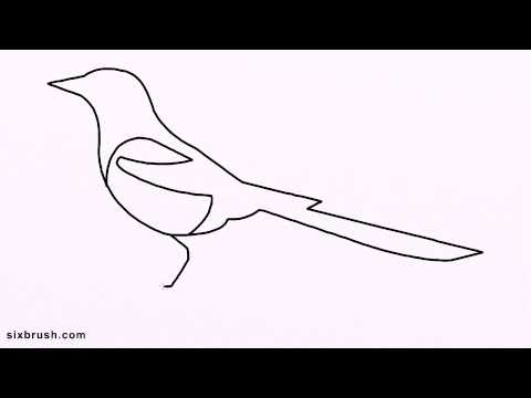 480x360 k how to draw magpie for kids step - Magpie Drawing