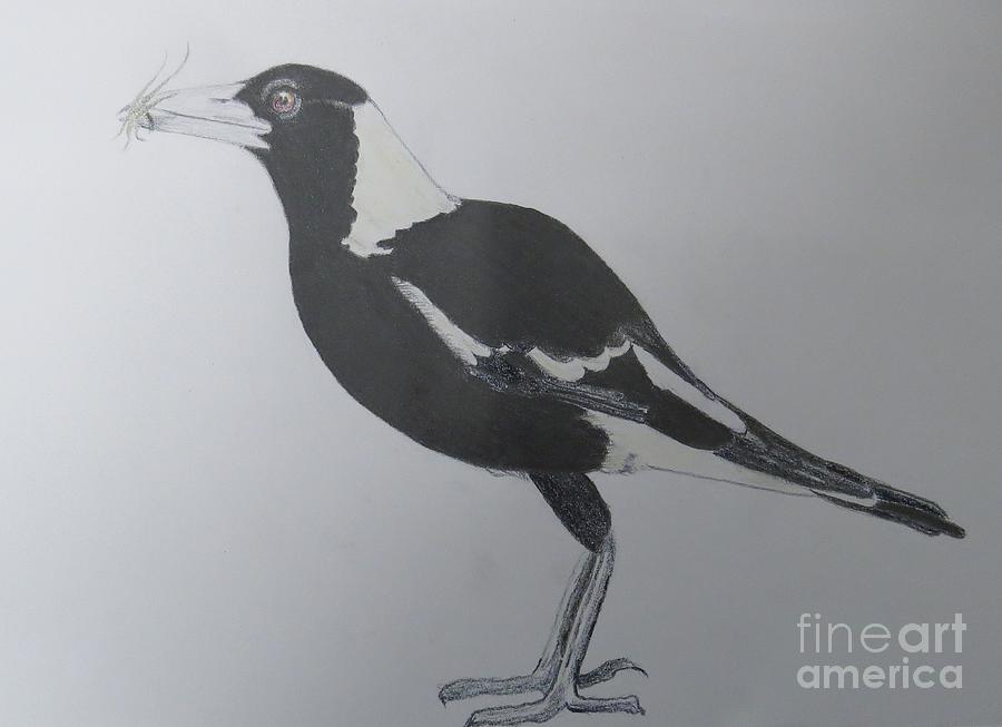900x653 australian magpie in pencil drawing - Magpie Drawing