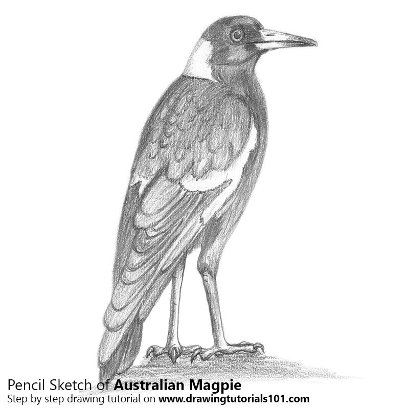 800x800 australian magpie pencil drawing - Magpie Drawing