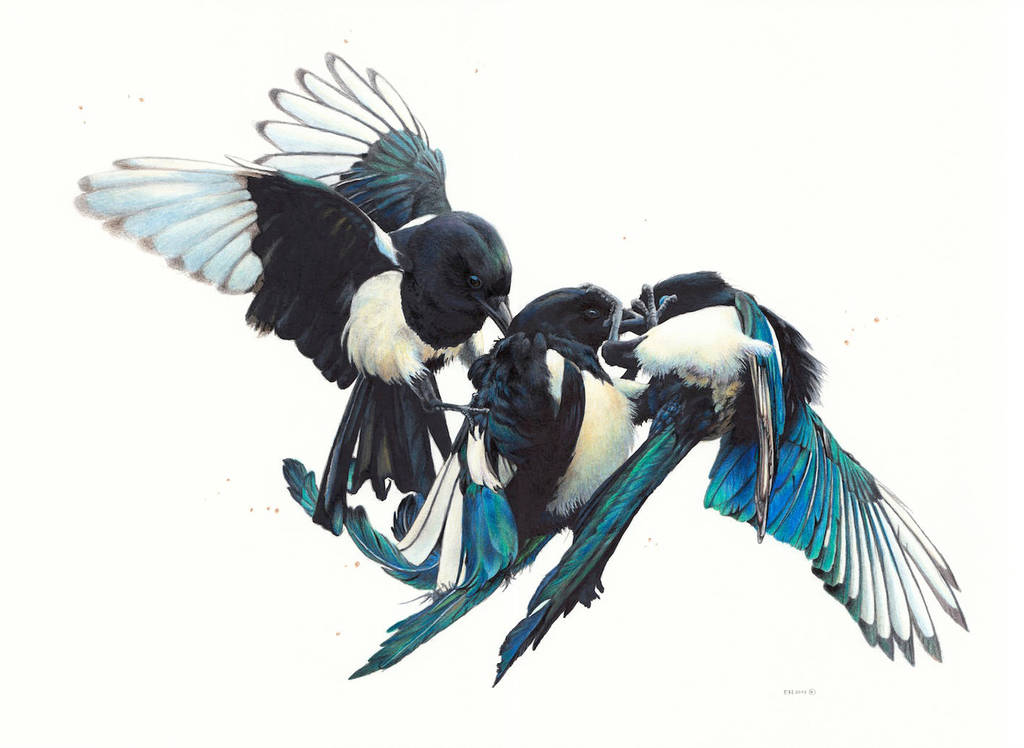 1024x748 drawing of magpies - Magpie Drawing