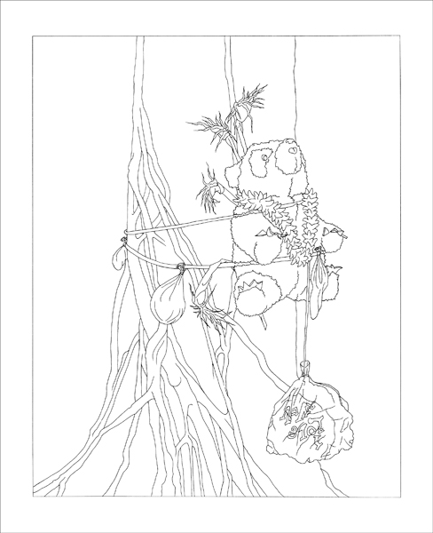 488x600 Mahalo Lex Thompson - Mahalo Drawing