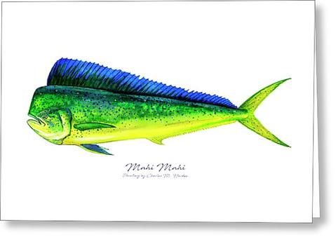 479x348 mahi mahi - Mahi Drawing