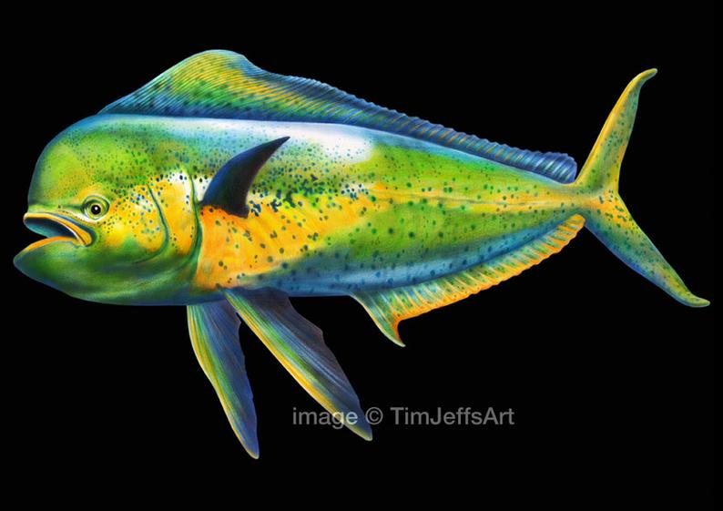 Mahi Drawing at Explore collection of Mahi Drawing