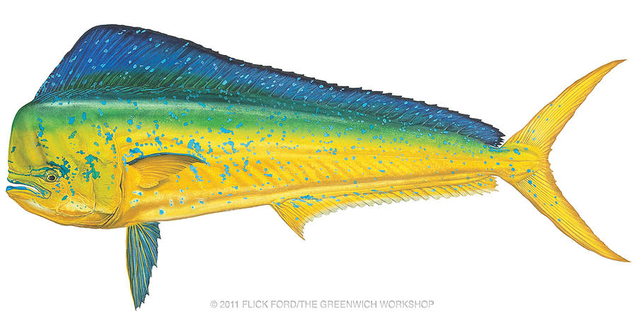 900x450 dorado mahi mahi painting - Mahi Drawing