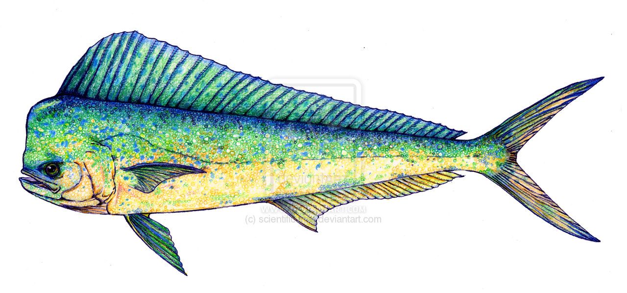 1280x598 mahi mahi fish drawing scientific illustration - Mahi Drawing