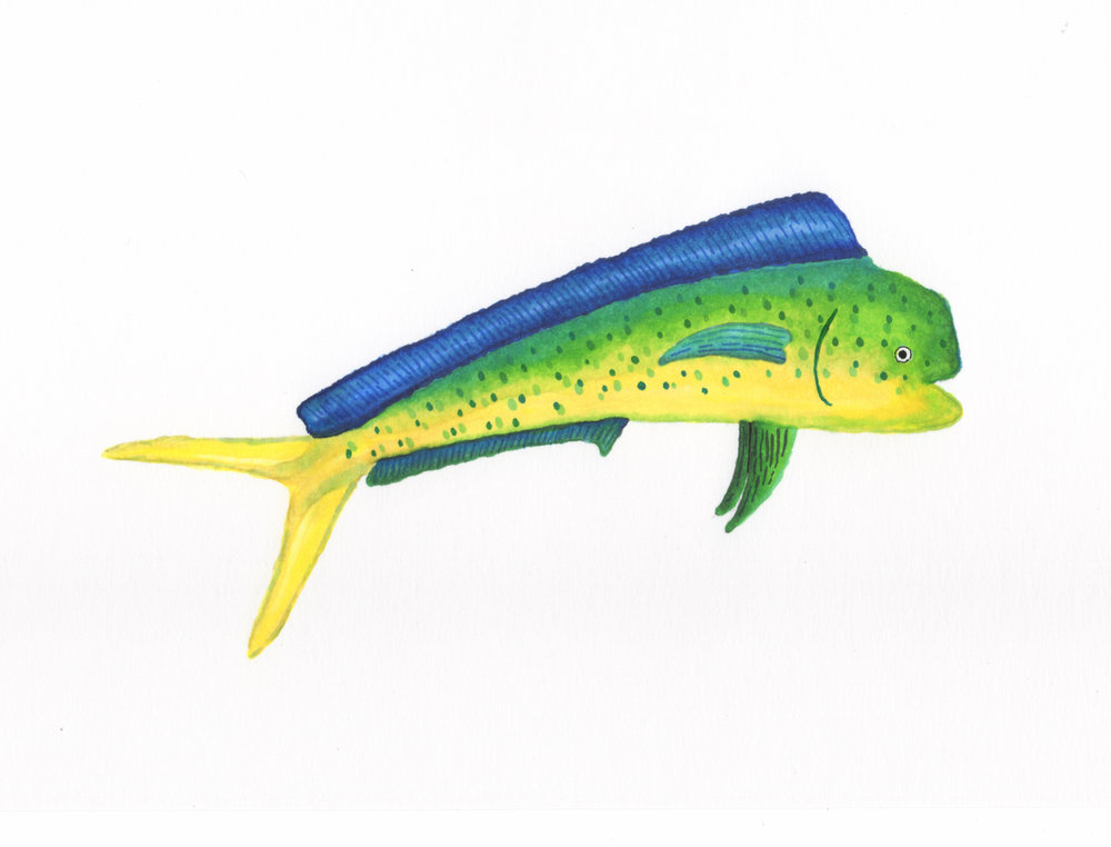 Mahi Drawing at Explore collection of Mahi Drawing