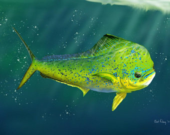 340x270 mahi mahi drawing etsy - Mahi Drawing