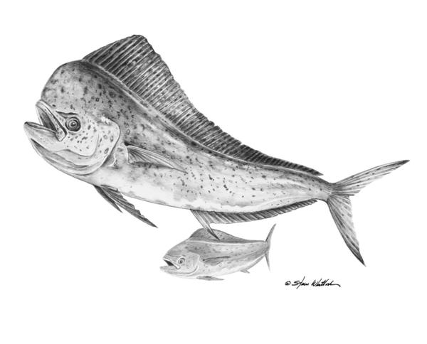 600x484 pencil art dolphin - Mahi Drawing