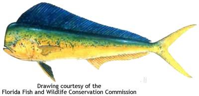 400x193 dolphin fish mahi mahi dorado drawing courtesy of the florida fish - Mahi Drawing