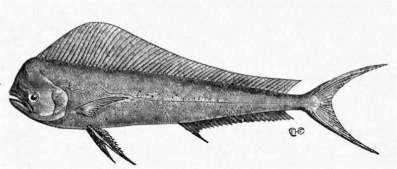 800x341  - Mahi Drawing